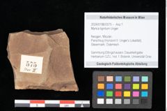 Foto (Objekt + Etikett) von Myrica lignitum Unger (NHMW-GEO-2024-0188-0575)
